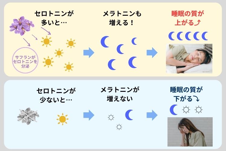 セロトニンが多いとメラトニンも増える！睡眠の質が上がる